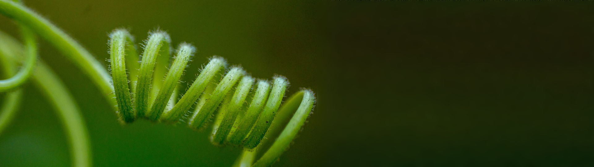 Beautiful Tendril - Representing Copyright